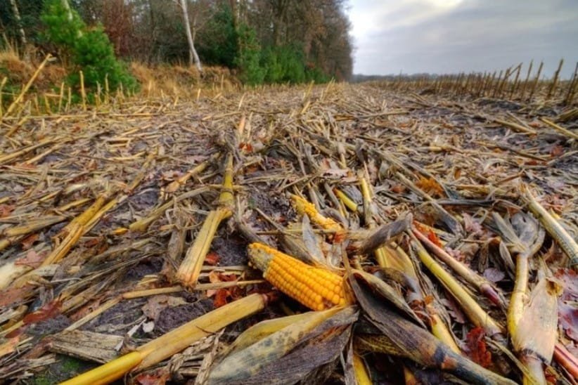 Composition: Agricultural Waste